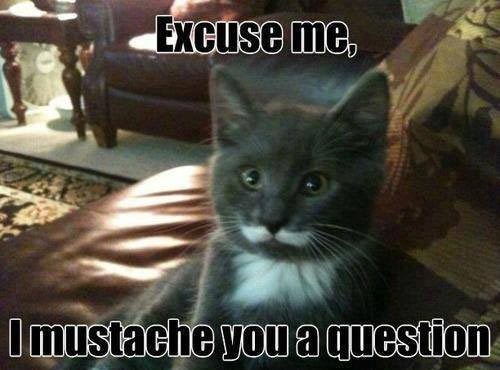 cat-moustache-question