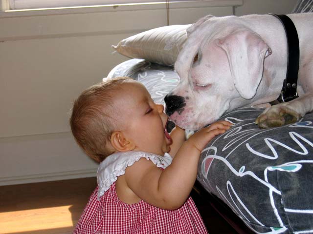 Dog and Baby -- Getting your pets ready for a baby