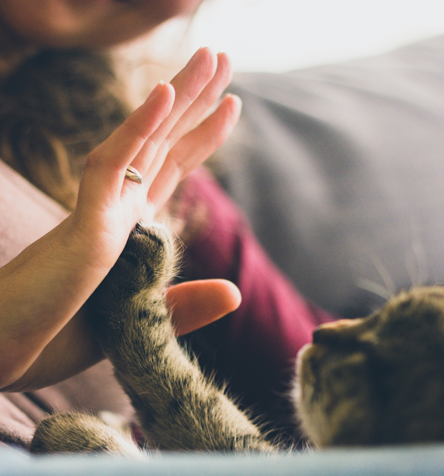 Cat high-fiving human -- Getting your pets ready for a baby