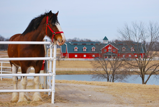 A Clydesdale at Warm Springs Ranch